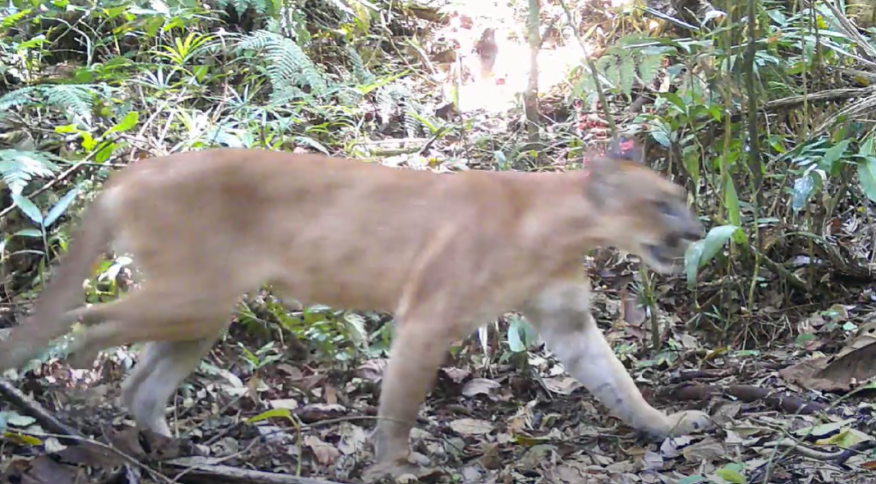 Onça tida como extinta há mais de um século é vista no Rio de Janeiro