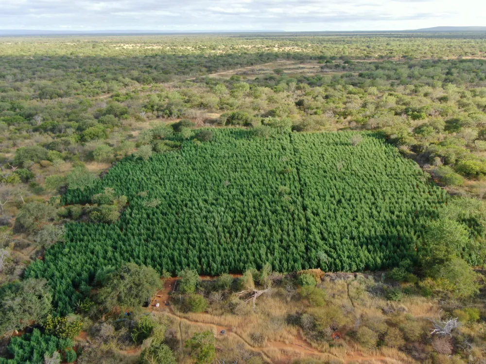 Mais de 36 mil pés de maconha são destruídos na norte da Bahia; um homem foi preso