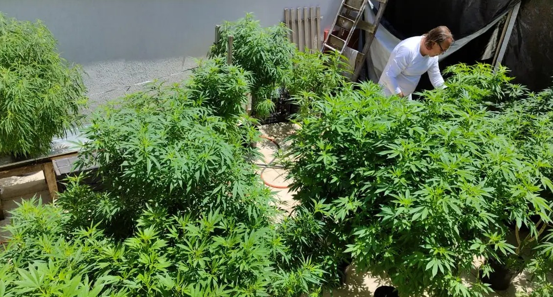  Justiça autoriza cultivo de maconha medicinal no Tocantins