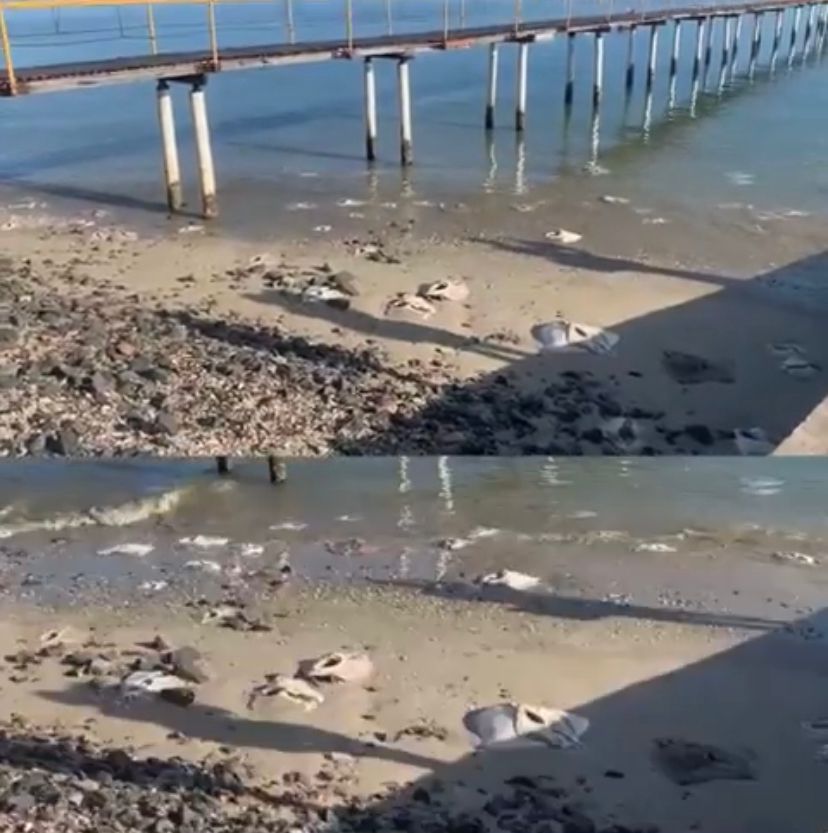 Centenas de arraias mortas são encontradas em praia de Salvador